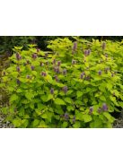 Izsópfű / AGASTACHE rugosa 'Golden Jubilee'