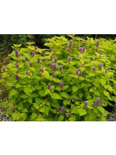 Izsópfű / AGASTACHE rugosa 'Golden Jubilee'