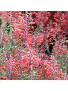 Izsópfű / AGASTACHE rupestris