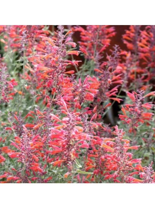 Izsópfű / AGASTACHE rupestris