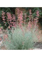 Izsópfű / AGASTACHE rupestris