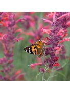 Izsópfű / AGASTACHE rupestris