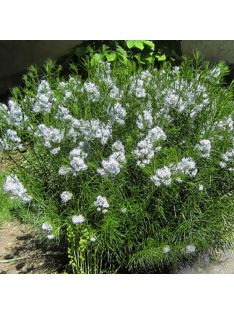 Arkansasi csillagmeténg / AMSONIA hubrichtii