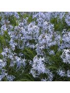 Arkansasi csillagmeténg / AMSONIA hubrichtii