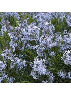 Arkansasi csillagmeténg / AMSONIA hubrichtii