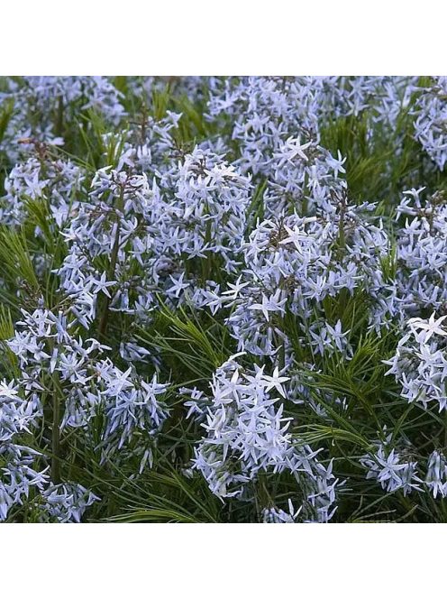 Arkansasi csillagmeténg / AMSONIA hubrichtii