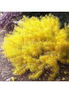 Arkansasi csillagmeténg / AMSONIA hubrichtii