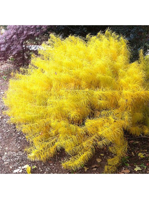 Arkansasi csillagmeténg / AMSONIA hubrichtii