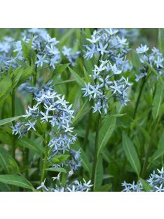 Széleslevelű csillagmeténg / AMSONIA tabernaemontana
