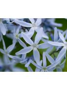 Széleslevelű csillagmeténg / AMSONIA tabernaemontana