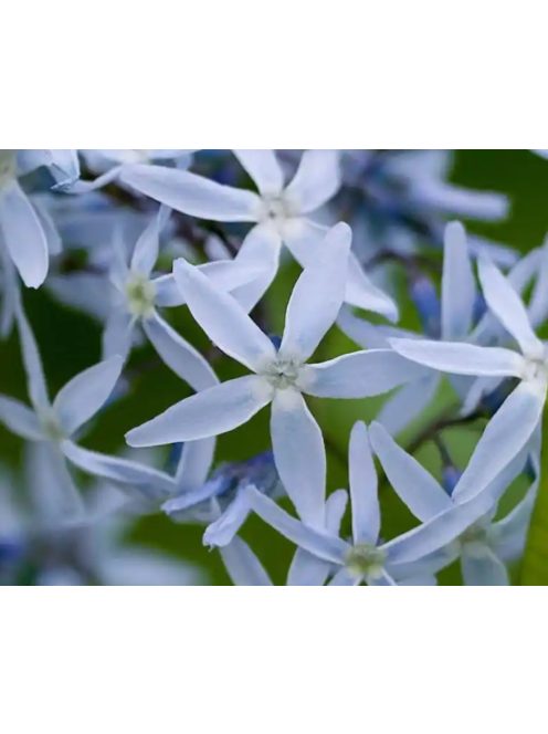 Széleslevelű csillagmeténg / AMSONIA tabernaemontana