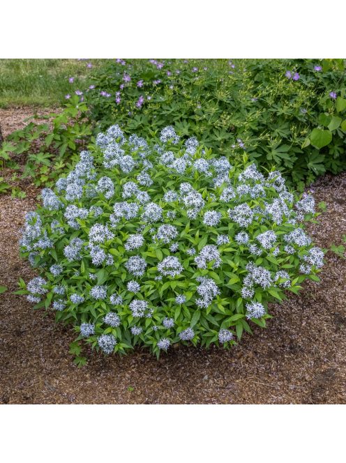 Széleslevelű csillagmeténg / AMSONIA tabernaemontana