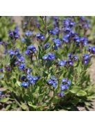 Kék atracél / ANCHUSA azurea 'Feltham Pride Strain'