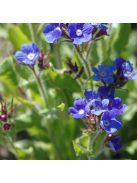 Kék atracél / ANCHUSA azurea 'Feltham Pride Strain'