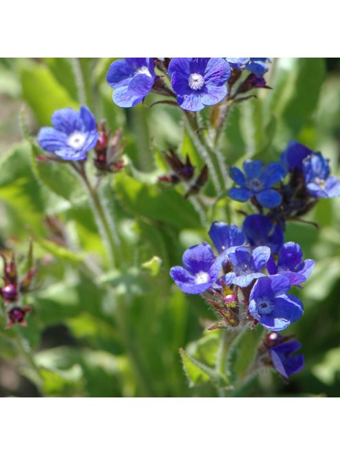 Kék atracél / ANCHUSA azurea 'Feltham Pride Strain'