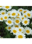Festő pipitér / ANTHEMIS tinctoria 'Alba'