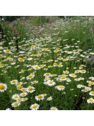Festő pipitér / ANTHEMIS tinctoria 'Alba'