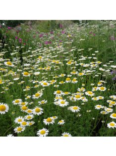 Festő pipitér / ANTHEMIS tinctoria 'Alba'