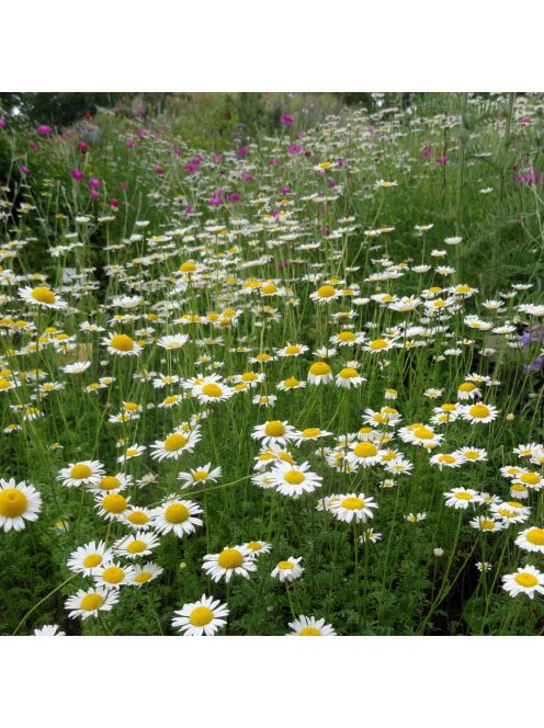 Festő pipitér / ANTHEMIS tinctoria 'Alba'