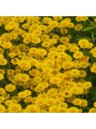 Festő pipitér / ANTHEMIS tinctoria 'Dwarf Form'