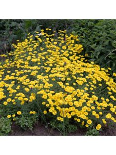 Festő pipitér / ANTHEMIS tinctoria 'Dwarf Form'