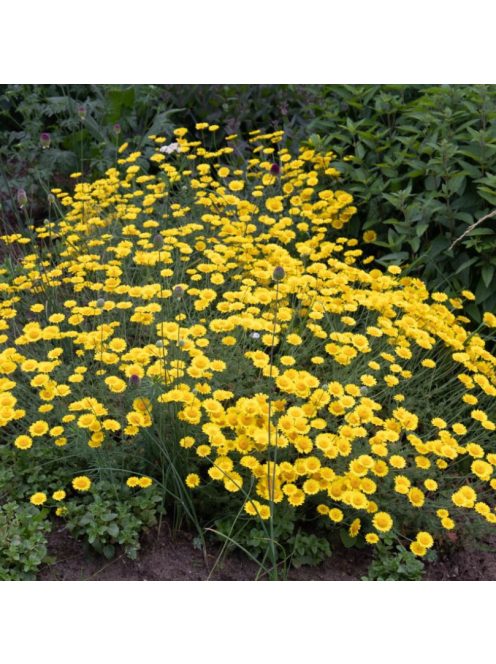 Festő pipitér / ANTHEMIS tinctoria 'Dwarf Form'