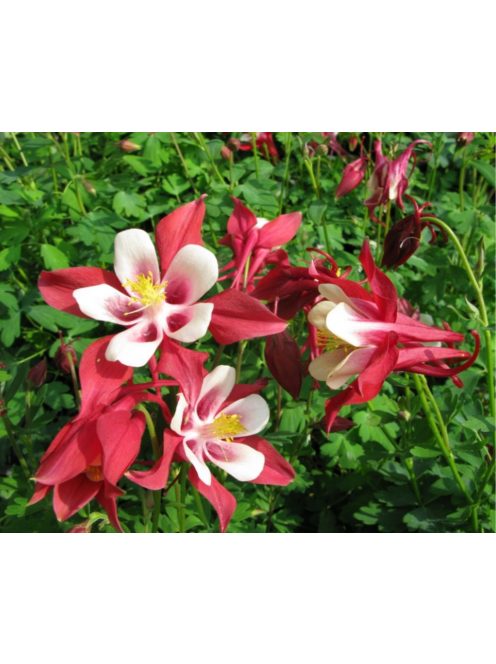 Harangláb / AQUILEGIA Caerulea-Hybr. 'Rotstern'