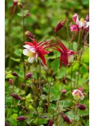 Harangláb / AQUILEGIA Caerulea-Hybr. 'Rotstern'