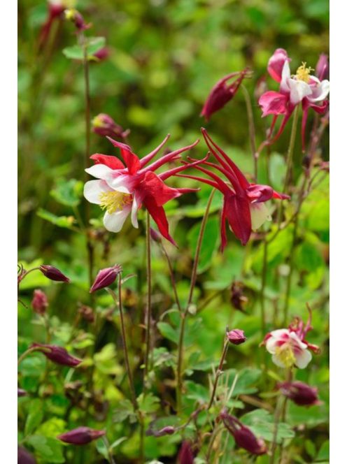 Harangláb / AQUILEGIA Caerulea-Hybr. 'Rotstern'