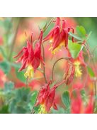 Kanadai vörös harangláb / AQUILEGIA canadensis 'Little Lanterns'