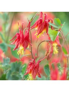   Kanadai vörös harangláb / AQUILEGIA canadensis 'Little Lanterns'