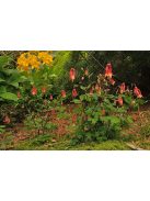 Kanadai vörös harangláb / AQUILEGIA canadensis 'Little Lanterns'