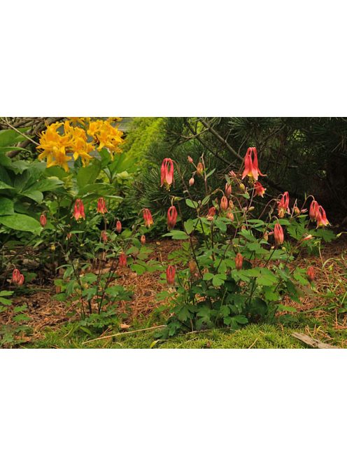 Kanadai vörös harangláb / AQUILEGIA canadensis 'Little Lanterns'