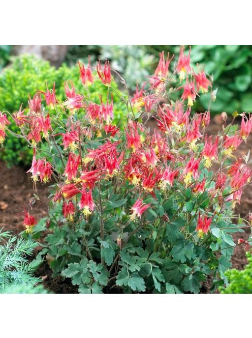 Kanadai vörös harangláb / AQUILEGIA canadensis 'Little Lanterns'