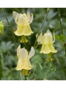 Sárga harangláb / AQUILEGIA flavescens