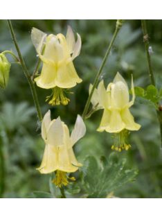 Sárga harangláb / AQUILEGIA flavescens