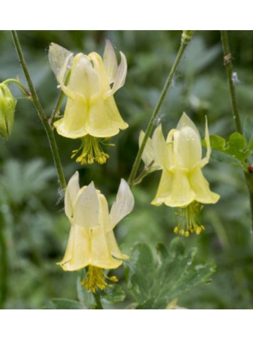 Sárga harangláb / AQUILEGIA flavescens