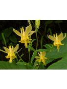 Sárga harangláb / AQUILEGIA flavescens