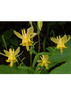 Sárga harangláb / AQUILEGIA flavescens
