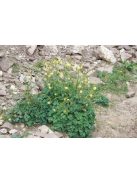 Sárga harangláb / AQUILEGIA flavescens