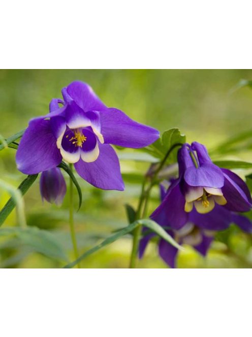 Szibériai harangláb / AQUILEGIA sibirica