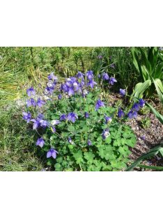 Szibériai harangláb / AQUILEGIA sibirica