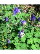 Szibériai harangláb / AQUILEGIA sibirica