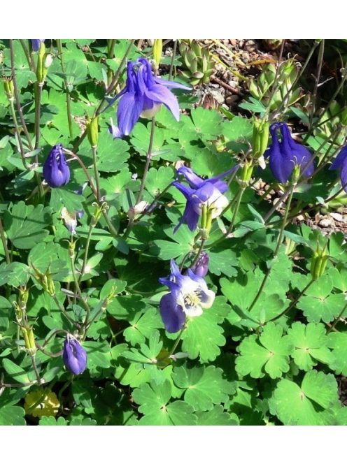 Szibériai harangláb / AQUILEGIA sibirica