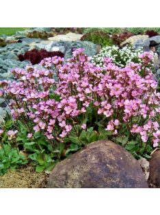   Kaukázusi ikravirág / ARABIS caucasica 'Compinkie'
