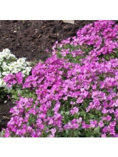   Kaukázusi ikravirág / ARABIS caucasica 'Compinkie'