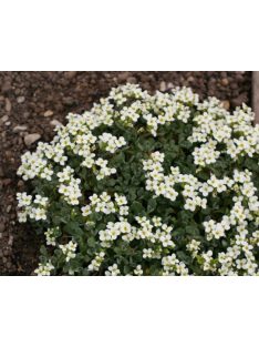   Kaukázusi ikravirág / ARABIS caucasica 'Pixie Cream'
