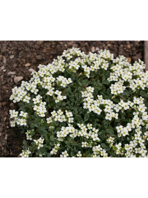 Kaukázusi ikravirág / ARABIS caucasica 'Pixie Cream'
