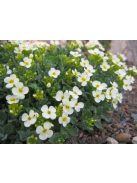 Kaukázusi ikravirág / ARABIS caucasica 'Pixie Cream'