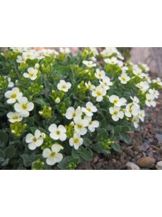   Kaukázusi ikravirág / ARABIS caucasica 'Pixie Cream'